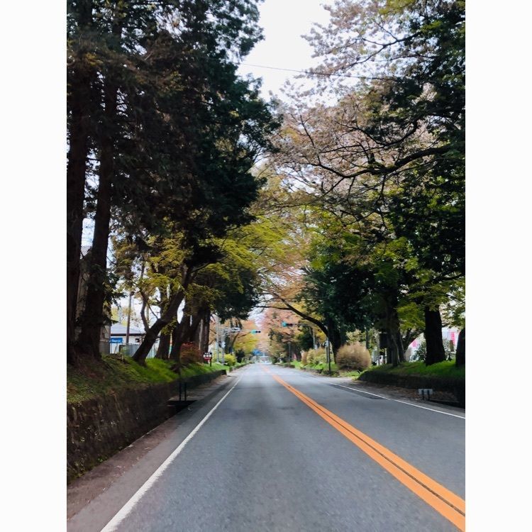 サトツルさんが投稿した日光街道桜並木に関する口コミの画像