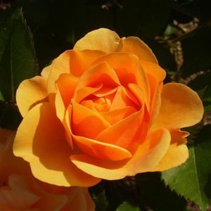 花フェスタ記念公園 7枚目