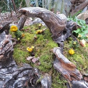 花フェスタ記念公園 6枚目