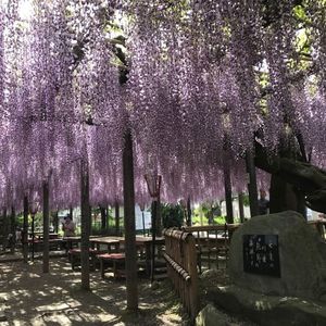熊野の長フジ（行興寺） 8枚目