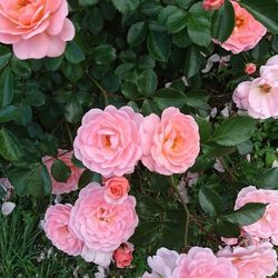 22春 愛知県の桜の名所9選 花見の穴場スポットもご紹介 Aumo アウモ 22春 愛知県の桜の名所9選 花見の穴場スポットもご紹介 Aumo アウモ