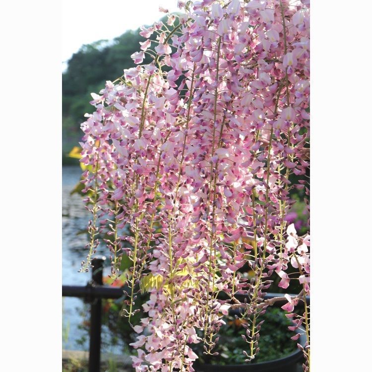 あっけさんが投稿した花と歴史の郷蛇の鼻に関する口コミの画像