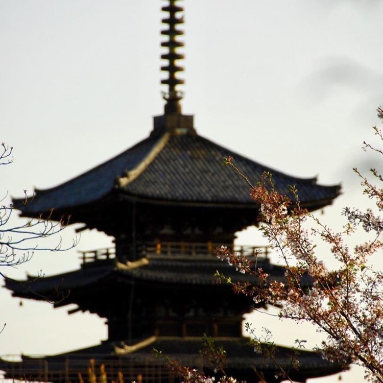 ＤＪゴン太さんが投稿した東寺観智院 茶室に関する口コミの画像