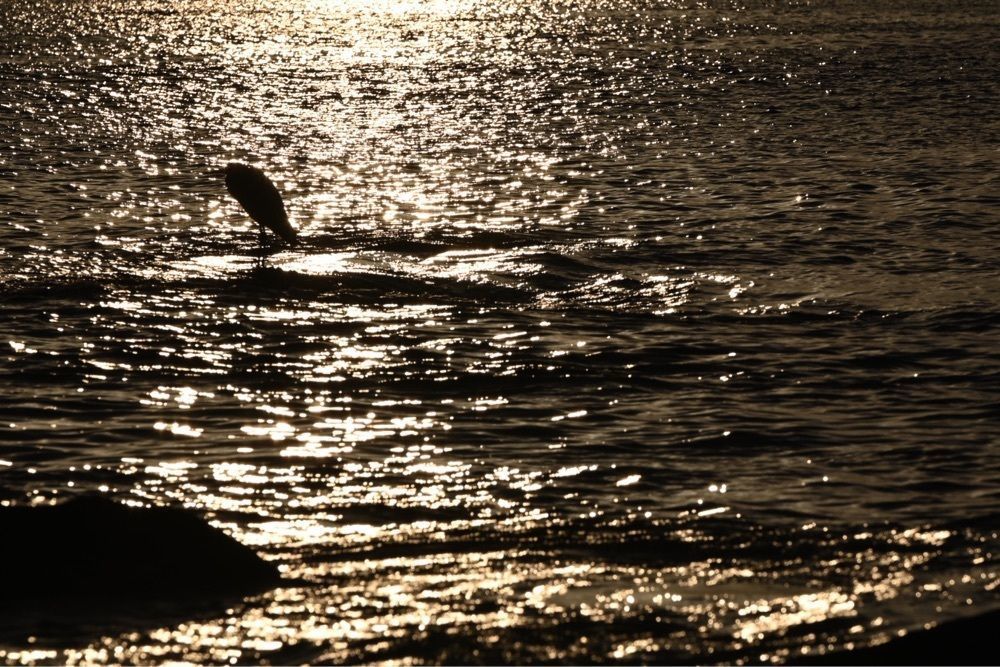 佳さんが投稿した浦戸城跡に関する口コミの画像