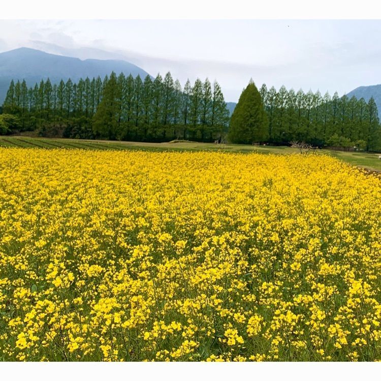 noraさんが投稿した生駒高原の菜の花に関する口コミの画像