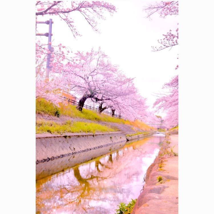 satomi24さんが投稿した大和高田市に関する口コミの画像
