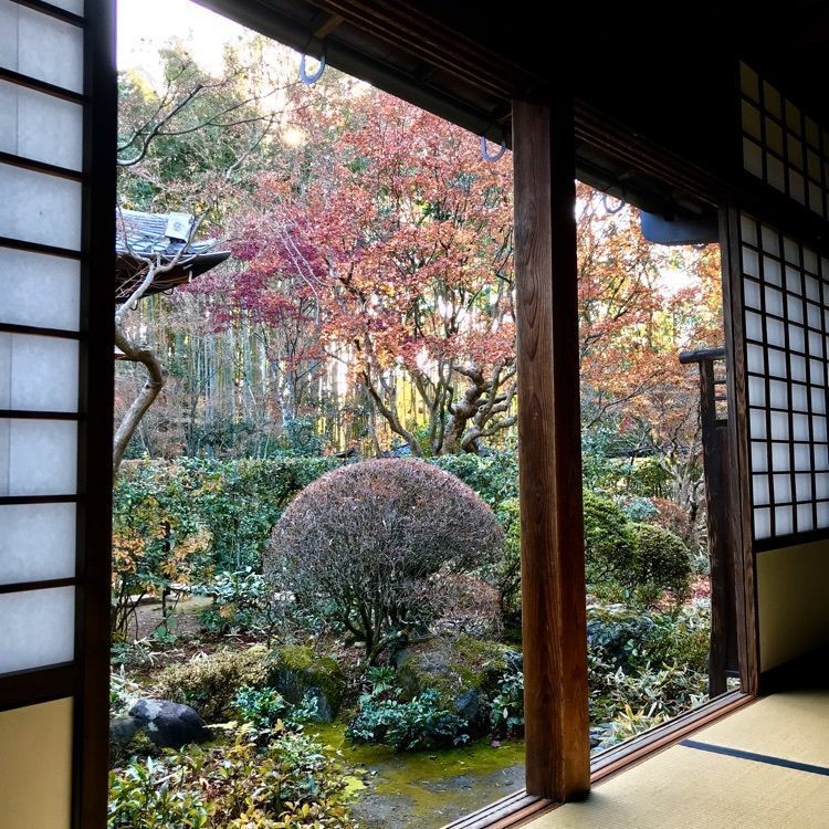 NBR OTさんが投稿した【拝観休止中】高桐院に関する口コミの画像