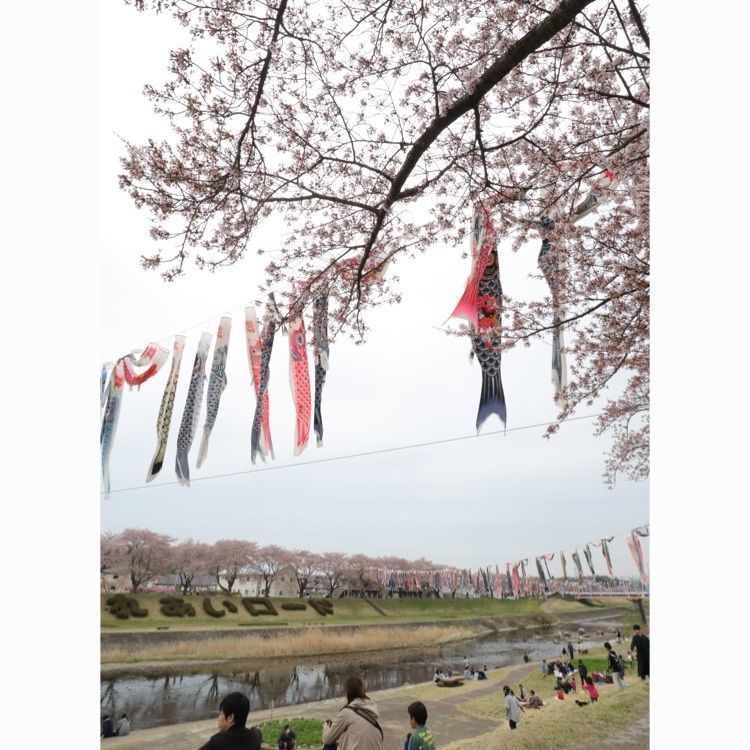あっけさんが投稿した釈迦堂川ふれあいロードの桜並木に関する口コミの画像