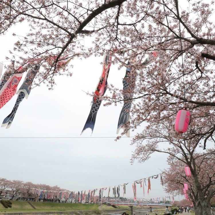 あっけさんが投稿した釈迦堂川ふれあいロードの桜並木に関する口コミの画像