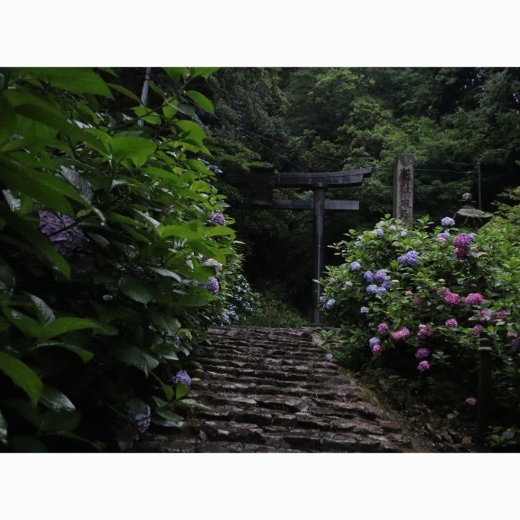 あっけさんが投稿した太平山のあじさいに関する口コミの画像