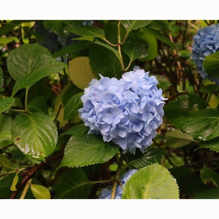 あっけさんが投稿した太平山のあじさいに関する口コミの画像