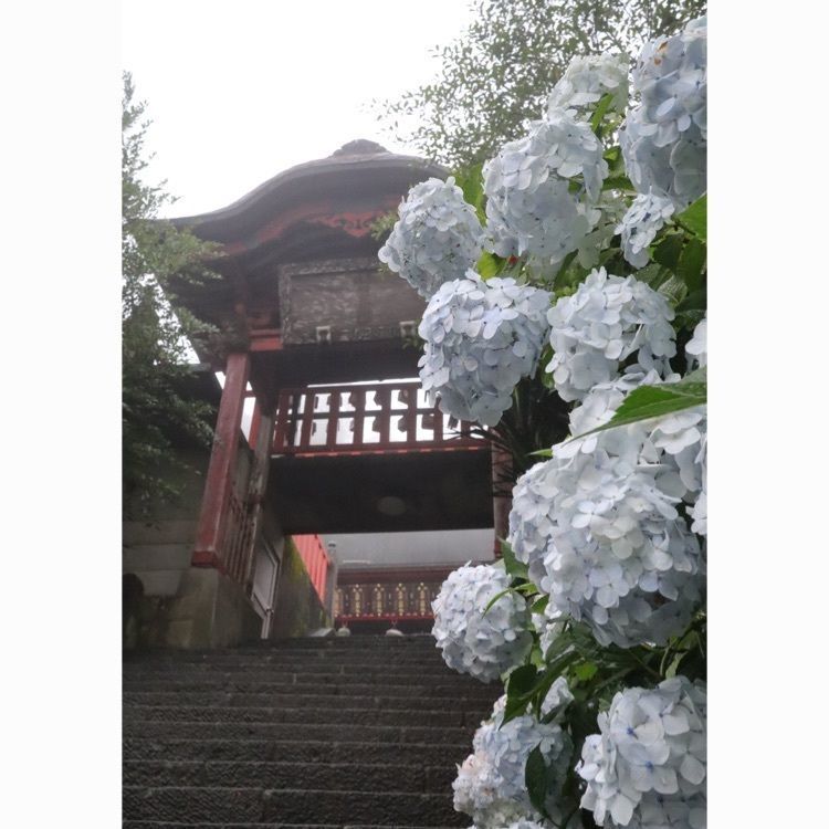 あっけさんが投稿した太平山のあじさいに関する口コミの画像