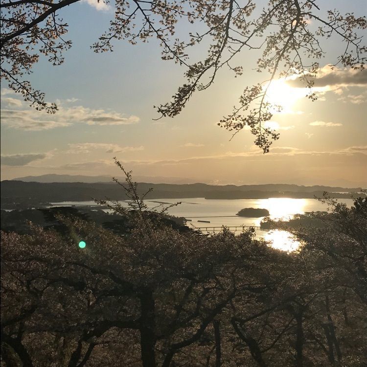 Musashiさんが投稿した西行戻しの松公園の桜に関する口コミの画像