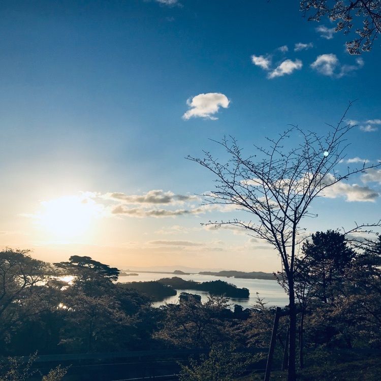 Musashiさんが投稿した西行戻しの松公園の桜に関する口コミの画像