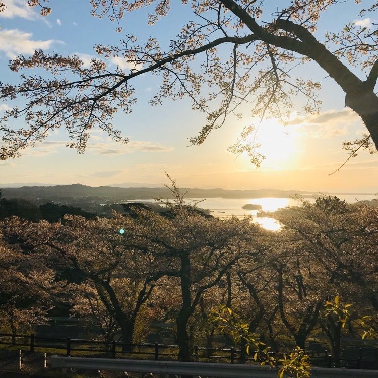 Musashiさんが投稿した西行戻しの松公園の桜に関する口コミの画像