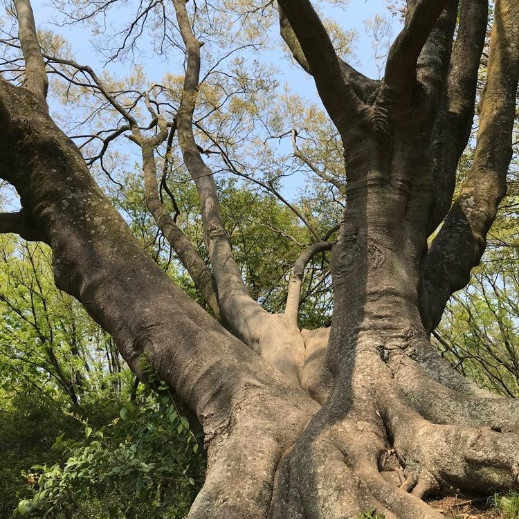 MICHIさんが投稿した都立野川公園に関する口コミの画像