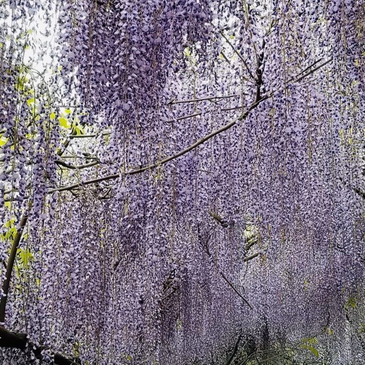 ＤＪゴン太さんが投稿した藤山神社の大藤に関する口コミの画像