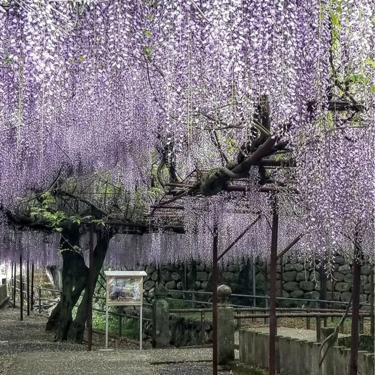 ＤＪゴン太さんが投稿した藤山神社の大藤に関する口コミの画像