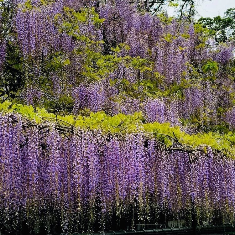 ＤＪゴン太さんが投稿した藤山神社の大藤に関する口コミの画像