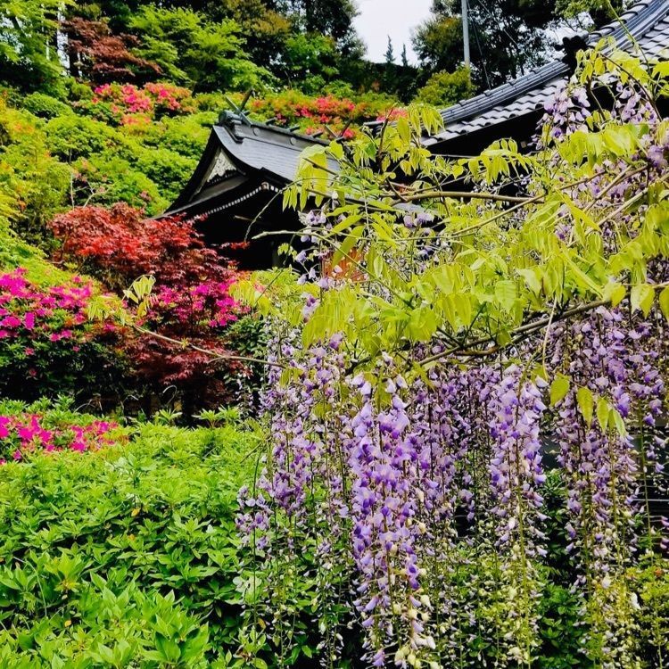 ＤＪゴン太さんが投稿した藤山神社の大藤に関する口コミの画像