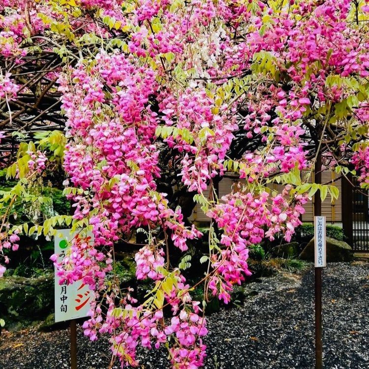 ＤＪゴン太さんが投稿した藤山神社の大藤に関する口コミの画像