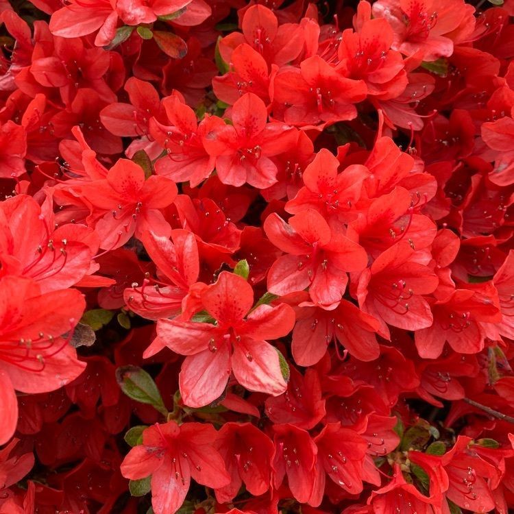 blossom&C7の画像