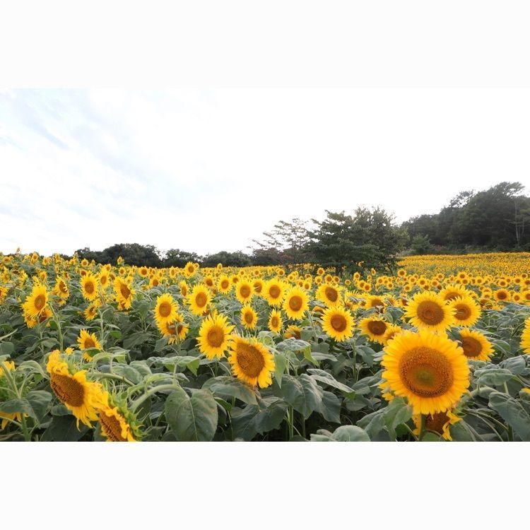 あっけさんが投稿した三ノ倉高原花畑に関する口コミの画像