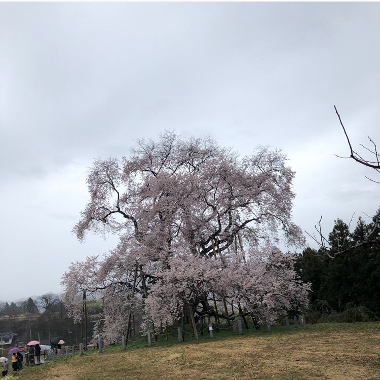 retro_climing_e53aさんが投稿した戸津辺の桜に関する口コミの画像