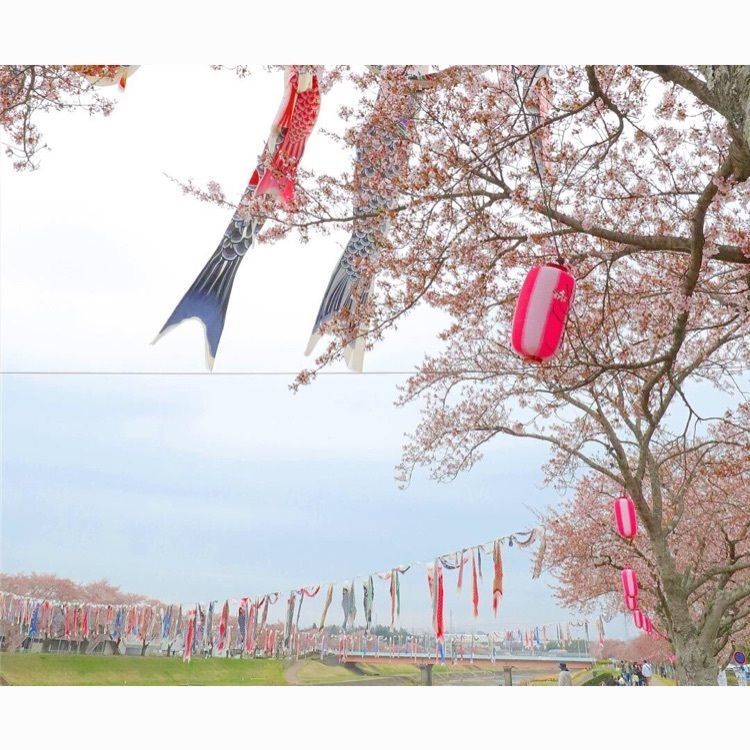 あっけさんが投稿した釈迦堂川ふれあいロードの桜並木に関する口コミの画像
