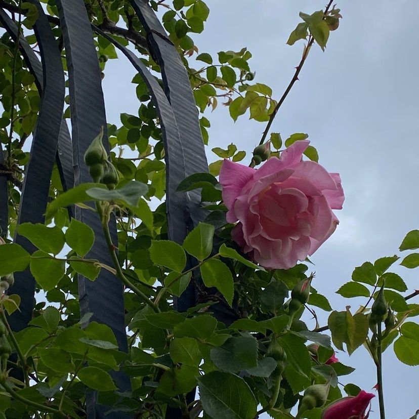 mさんが投稿した靱公園に関する口コミの画像