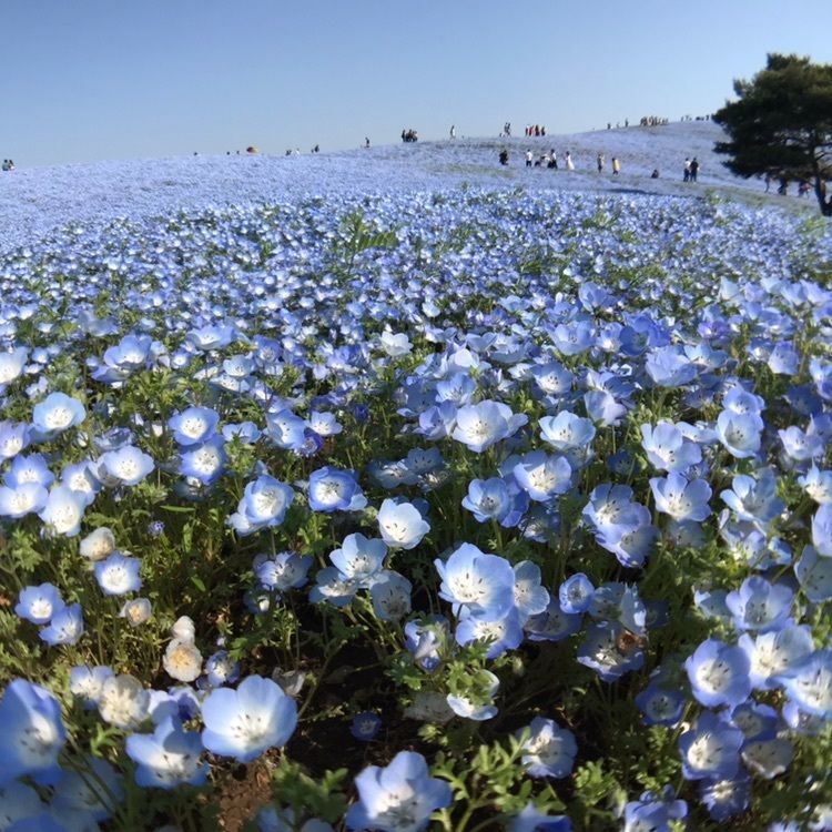 sasorinさんが投稿した国営ひたち海浜公園に関する口コミの画像