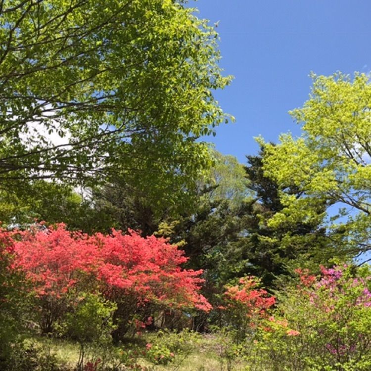 Hy0804さんが投稿した栃木県県民の森に関する口コミの画像