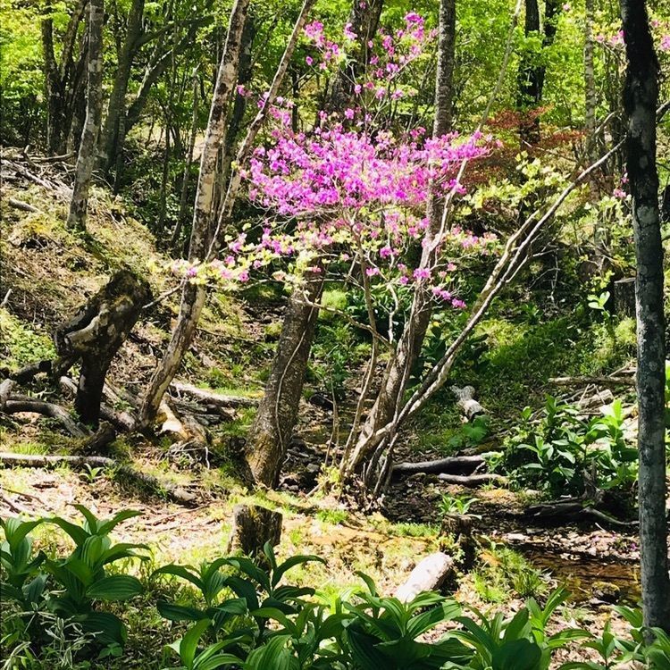 Hy0804さんが投稿した栃木県県民の森に関する口コミの画像