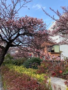 糸川遊歩道 4枚目