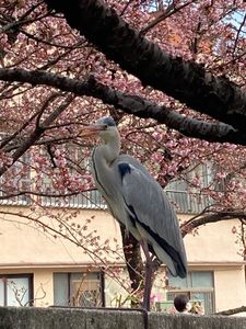 糸川遊歩道 8枚目