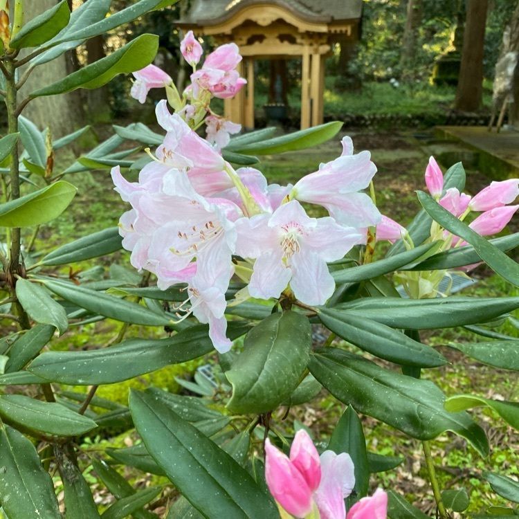 Masaru asaiさんが投稿した安居寺に関する口コミの画像