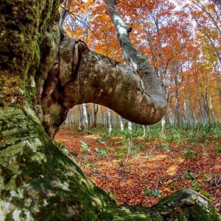ＤＪゴン太さんが投稿した八甲田連峰の紅葉に関する口コミの画像