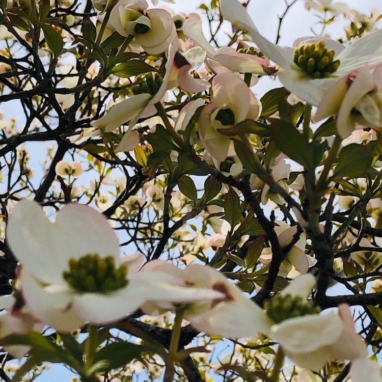 レティシアさんが投稿した桜井市役所に関する口コミの画像