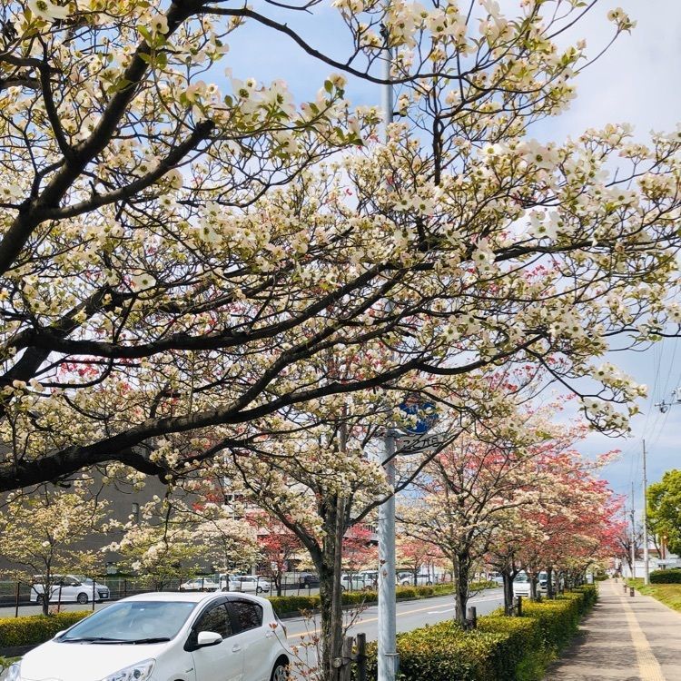 レティシアさんが投稿した桜井市役所に関する口コミの画像