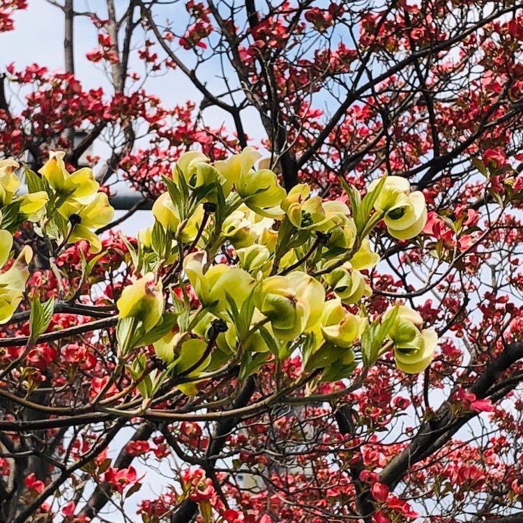 レティシアさんが投稿した桜井市役所に関する口コミの画像