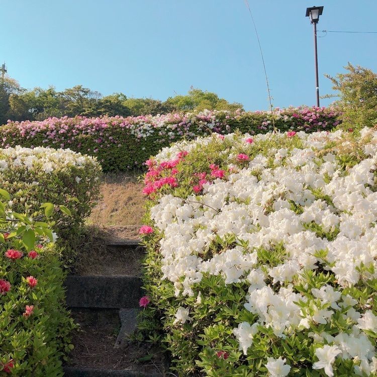 mimiさんが投稿した永源山公園／つつじに関する口コミの画像