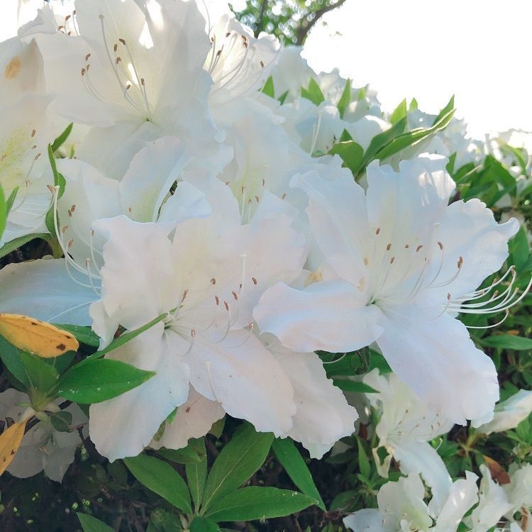 mimiさんが投稿した永源山公園／つつじに関する口コミの画像