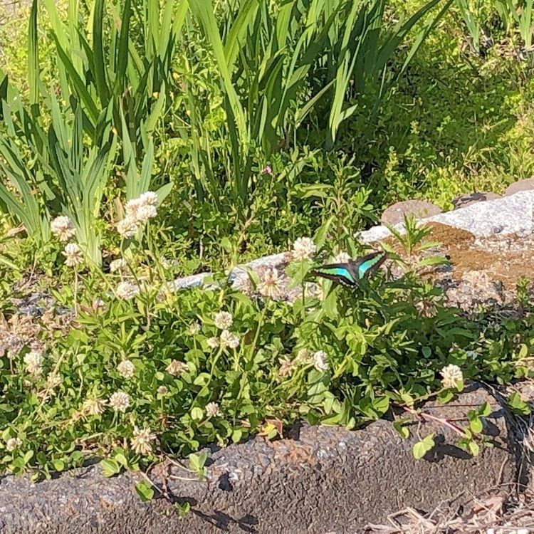 mimiさんが投稿した永源山公園／つつじに関する口コミの画像