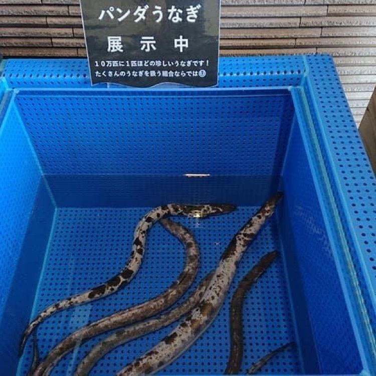 ＤＪゴン太さんが投稿したうなぎ処 いっしきに関する口コミの画像