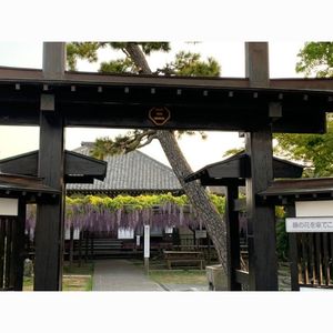 熊野の長フジ（行興寺） 6枚目