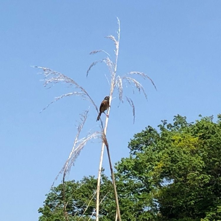 ノブリンさんが投稿した野鳥の森散策路と鳥のみちに関する口コミの画像