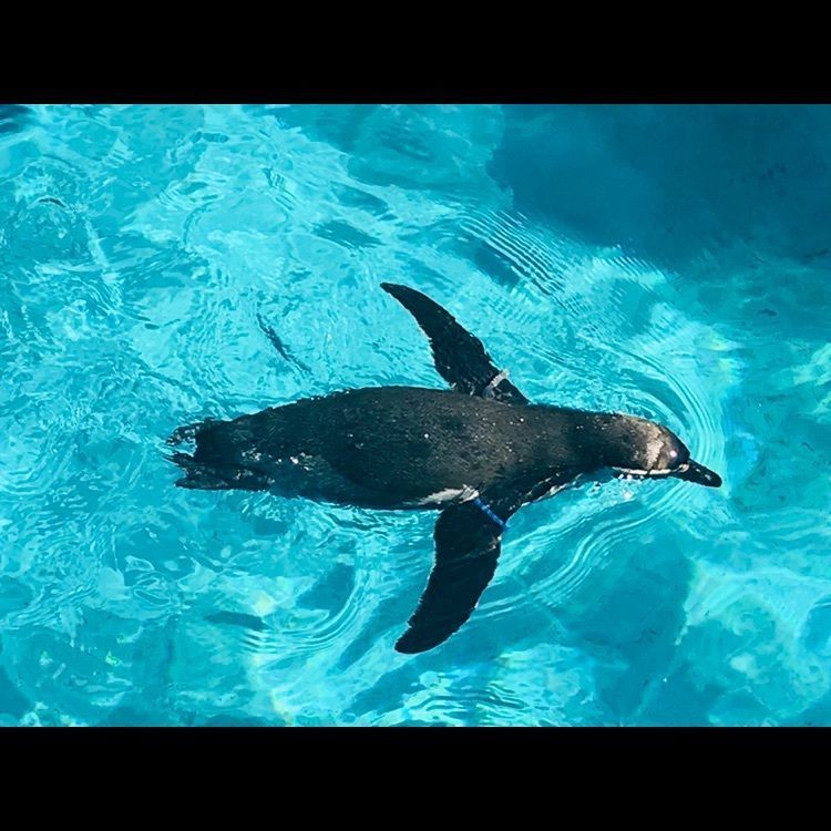 Hy0804さんが投稿した飯岡屋水産 アクアワールド茨城県大洗水族館店に関する口コミの画像