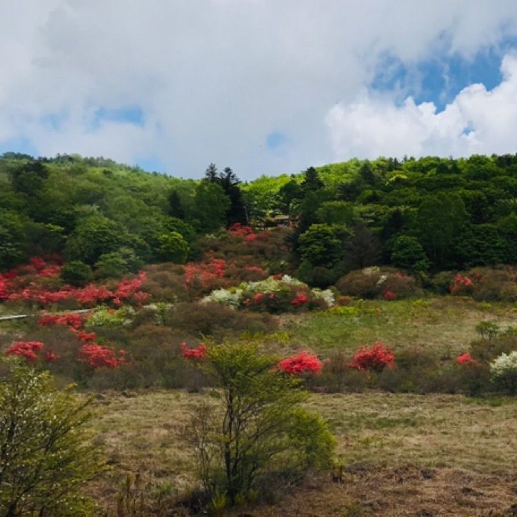 Hy0804さんが投稿した横根（山）高原に関する口コミの画像
