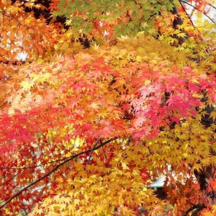 ＤＪゴン太さんが投稿した八甲田に関する口コミの画像