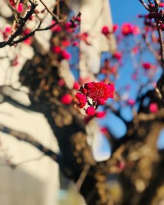 最明寺
